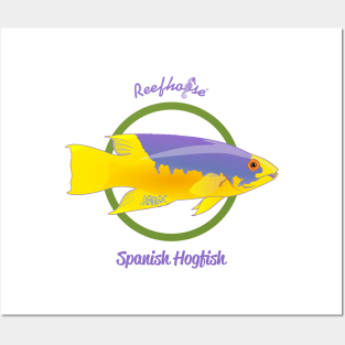 Spanish Hogfish Posters and Art